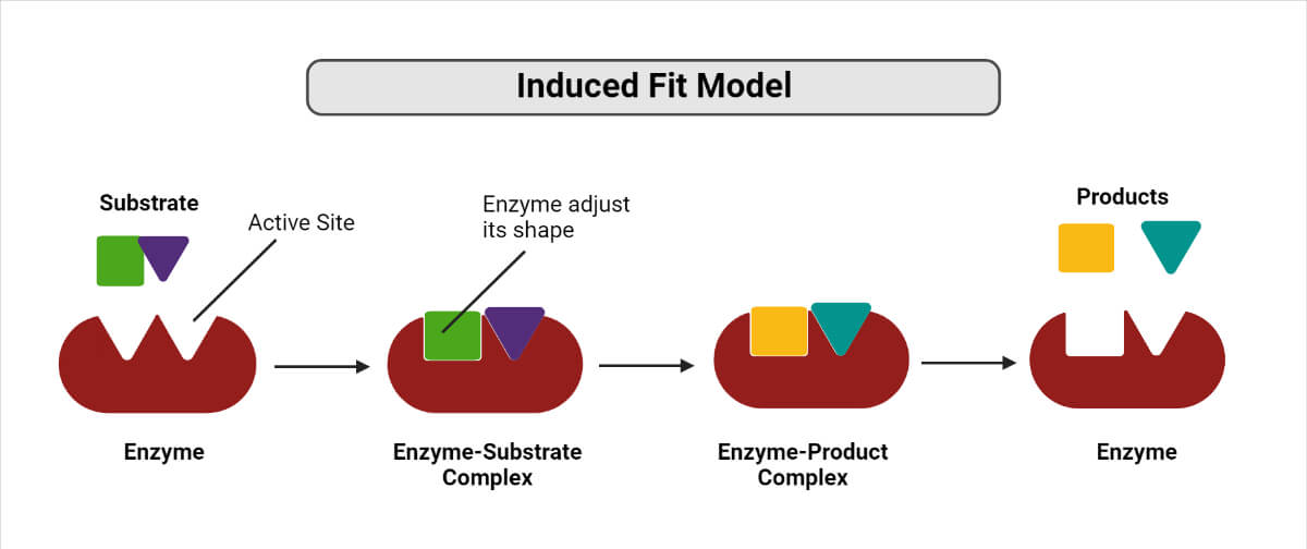 <p>an enzyme's active site is flexible and changes its shape slightly to form a tight, precise fit around a substrate</p>