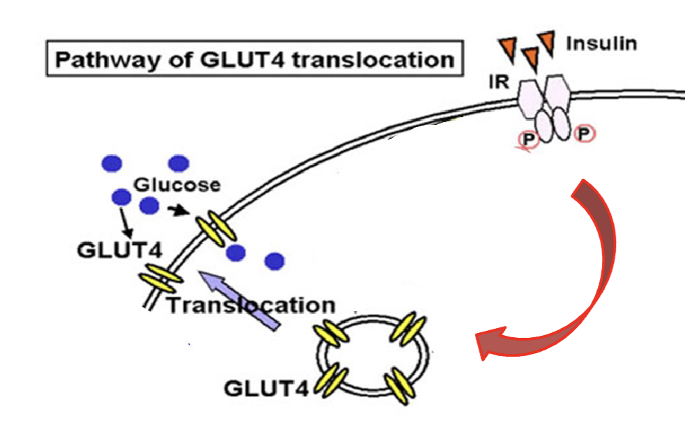 <ol><li><p>Insulin bind to insulin receptor and becomes activated</p></li><li><p>Translocation of glucose transporter (GLUT4) occur to the plasma membrane</p></li><li><p>Glucose come in to cell via GLUT4</p></li></ol><p></p>