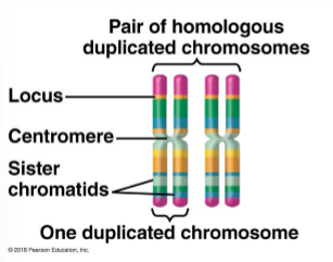 <p>they are of the same length, centromere position, and staining pattern</p>