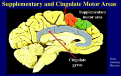 <p>Motor-related areas associated with motivation and action.</p>