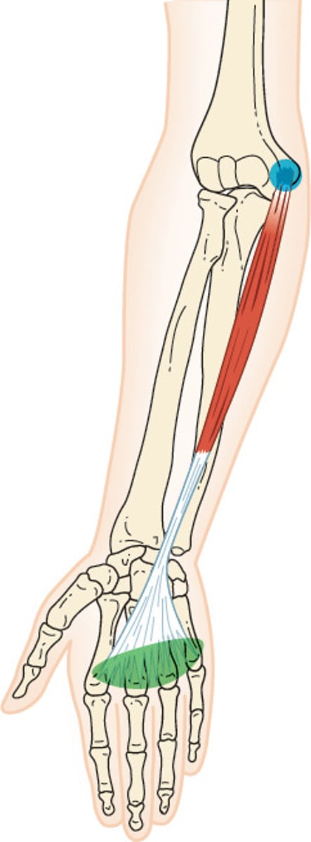 <p>O: Medial epicondyle of humerus</p><p>I: palmar aponeuroses (fascia)</p><p>A: wrist flexion</p><p>N: Median nerve</p>