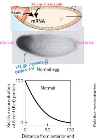<ul><li><p>biocoid mRNA is synthesized by nurse cells and deposited in the unfertilized egg near its <strong>anterior pole</strong></p></li><li><p>after fertilization, biocoid mRNA is translated to make Bicoid, acting as an anterior <strong>TF</strong></p></li><li><p>makes a concentration gradient from anterior to posterior</p></li></ul><p></p>