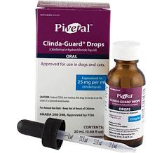 <p>SHELF 1: <strong>Clinda Guard</strong> <em>(Clindamycin hydrochloride)</em></p>