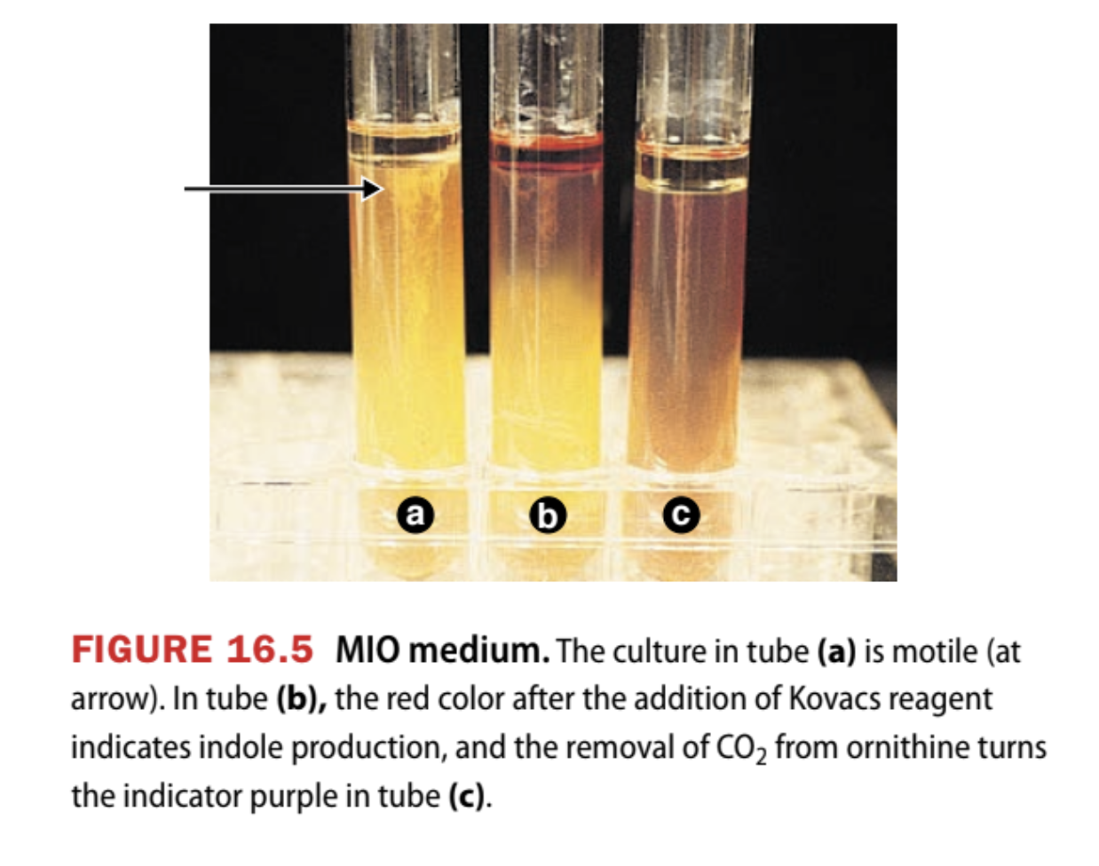 <p><span style="color: yellow;">Purpose</span></p><ul><li><p>Detects 3 different characteristics: motility, indole, and ornithine decarboxylase<br><br></p></li></ul><p><span style="color: yellow;">Motility</span></p><ul><li><p>Determines whether the bacteria can move on their own</p><ul><li><p><u>Positive result</u>: Growth spreads outwards, away from the stab line</p></li><li><p><u>Negative result</u>: Growth stays only along the stab line<br><br></p></li></ul></li></ul><p><span style="color: yellow;">Indole</span></p><ul><li><p>Determines whether bacteria have <strong>tryptophanase</strong>, which breaks down the amino acid <strong>tryptophan</strong> into indole</p><ul><li><p><u>Positive result</u>: Cherry red ring after adding Kovacs reagent</p></li><li><p><u>Negative result</u>: No red color<br><br></p></li></ul></li></ul><p><span style="color: yellow;">Ornithine Decarboxylase</span></p><ul><li><p>Determines whether bacteria have ornithine decarboxylase, which removes carbon dioxide from the amino acid <strong>ornithine</strong> → produces putrescine</p><ul><li><p><u>Positive result</u>: Medium turns purple</p></li><li><p><u>Negative result</u>: Medium stays yellow</p></li></ul></li></ul><p></p>