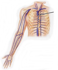 <p>azygos vein (on the right from the superior vena cava)</p>
