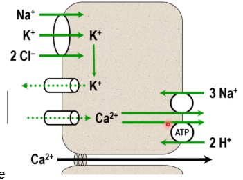 <p>50/50 split between transcellular and paracellular route</p>