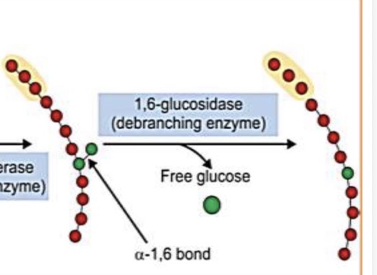 <p>1,6-glucosidase</p>