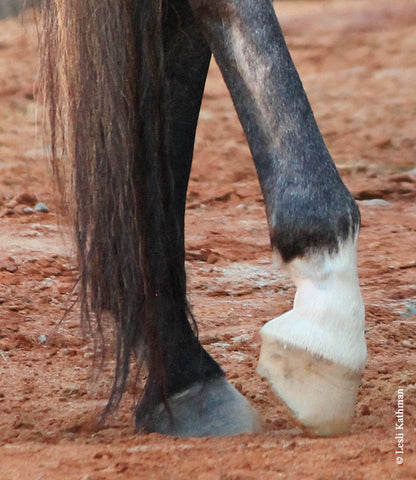 <p>horse leg marking</p>