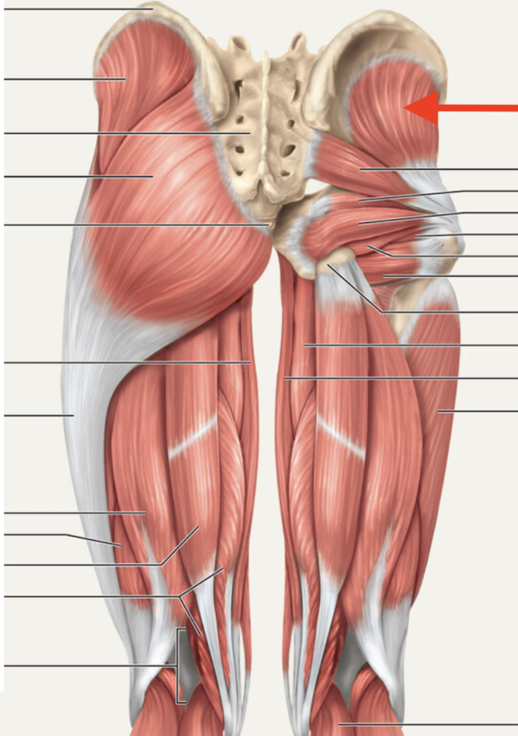 <p>Gluteus minimus — Origin</p>