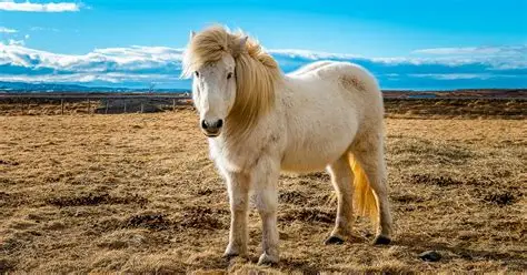 <p>gated horses</p>