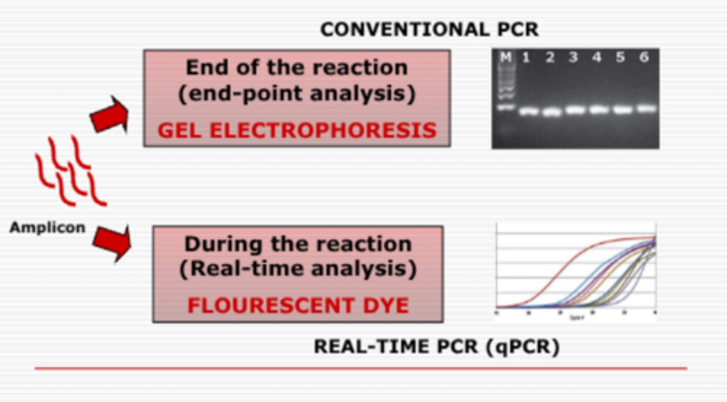 <p>end-point analysis of gel electrophoresis, or fluorescent dye during real-time PCR (qPCR)</p>