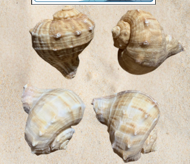 <p>no local name</p>