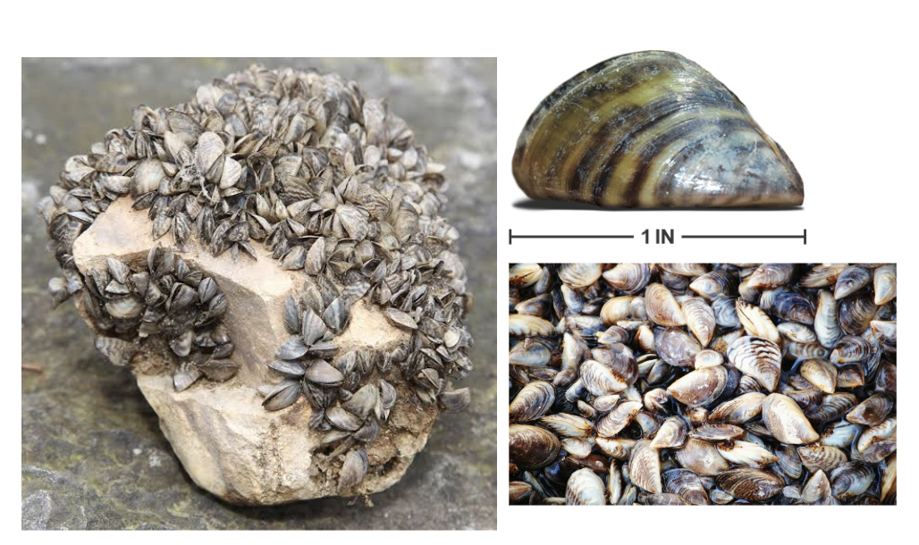 <p>The Zebra Mussel is an aquaitic invasive species in Texas, what is the scientific name of this mollusk?</p>