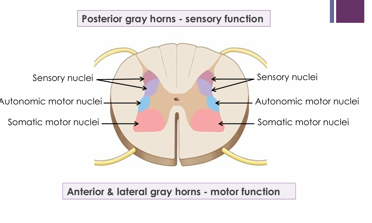 <ul><li><p>Transmits sensory information into the CNS</p></li></ul><p></p>