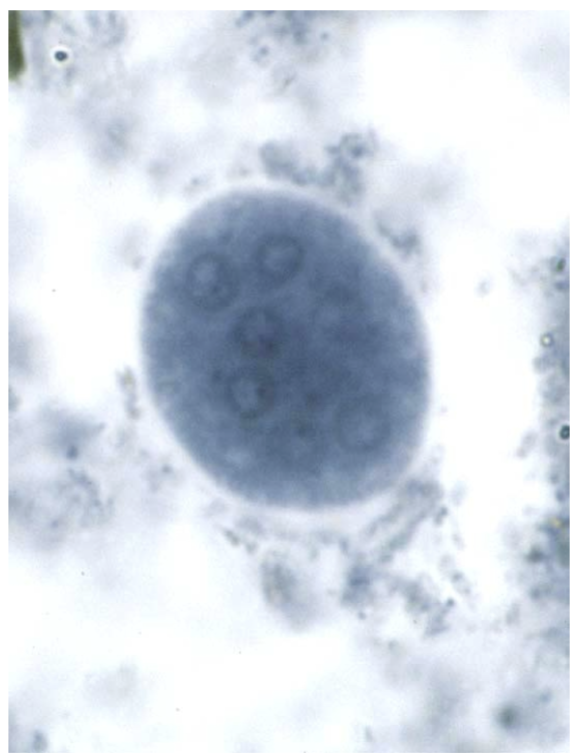 <p>-Up to 8 nuclei</p>