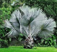 <p>Massive, solitary palm with a stout trunk and an enormous symmetrical crown of rigid, fan-shaped (costapalmate) leaves that are striking silvery-blue to bluish-gray; typically grows 10–20 m tall, forming a bold architectural silhouette with wide-spreading fronds; produces small brown flower clusters and dark fruits on long inflorescences; commonly used as a dramatic focal or feature palm in modern and arid-style tropical landscapes; not native to the Philippines but widely cultivated.</p><p>Best used as a statement focal palm in full sun with well-drained soil and wide spacing for crown spread. Performs best in open, bright conditions with moderate watering; avoid crowding and waterlogged soils, which reduce vigor and emphasize leaf damage.</p>