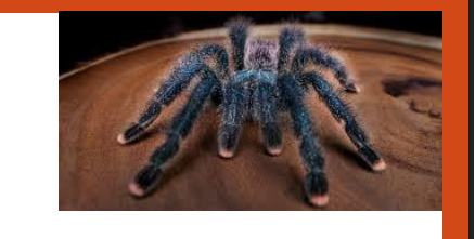 <p>name this animal</p>