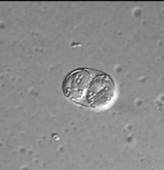 <p>genus, species, stage</p>