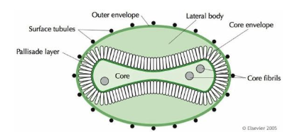 <ul><li><p><span style="background-color: transparent;"><strong>One example of complex virus structures are found in the <em>Poxviridae</em>.</strong></span></p></li></ul><ul><li><p><span style="background-color: transparent;"><strong>Oval or 'brick-shaped' particles 200-400 nm long.</strong></span></p></li></ul><ul><li><p><span style="background-color: transparent;"><strong><u>These particles are so large that they were first observed in using optical microscopes in 1886</u>, and thought to be 'the spores of micrococci'.</strong></span></p></li></ul><ul><li><p><span style="background-color: transparent;"><strong><u>The particles are extremely complex and have been shown to contain more than 100 different proteins.&nbsp;</u></strong></span></p></li><li><p><span style="background-color: transparent;"><strong><u>no symmetry but still infectious</u></strong></span></p></li><li><p><span style="background-color: transparent;"><strong><u>less stable outside of your body</u></strong></span></p></li></ul><p></p>