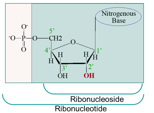 <p>ribonucleotide also includes the phosphate attached to 5’ C</p>