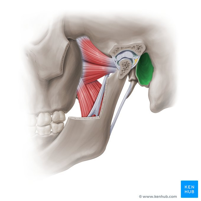 <p>Ear canal opening</p>