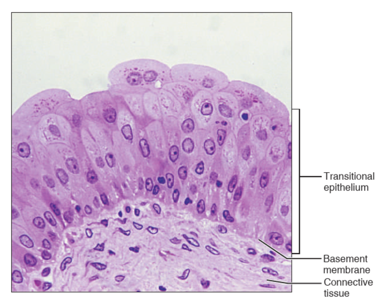 <p>What tissue is this?</p>