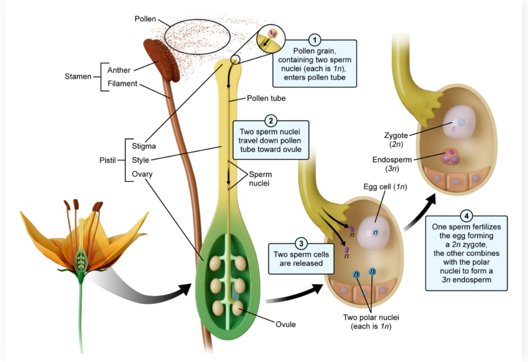 <p>Pollen Lands on the stigma and forms a pollen tube down the style.</p><ul><li><p><strong>Two</strong> <strong>sperm cells </strong>are released</p></li><li><p>One <strong>sperm nucleus fuses </strong>with an <strong>egg </strong>in the <strong>ovule </strong>to form the <strong>embryo</strong>. The surrounding <strong>ovary </strong>later develops into the <strong>fruit</strong></p></li><li><p>The <strong>other sperm nucleus </strong>combines with the <strong>ovule’s polar nuclei </strong>to form the <strong>endosperm</strong></p></li></ul><p></p>