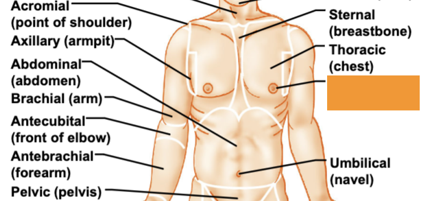 <p>breast</p>