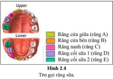 <p>• 4 răng cửa giữa.</p><p>• 4 răng cửa bên.</p><p>• 4 răng nanh.</p><p>• 4 răng cối sữa thứ nhất.</p><p>• 4 răng cối sữa thứ hai.</p><p></p>
