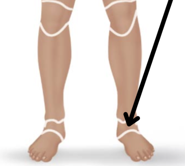 <p>Medical term, region, anteiror/posterior?</p>