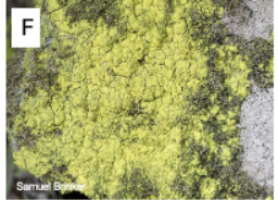 <p>Which lichen growth form is this? </p>