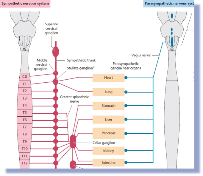 <p><u>Originate from the brainstem</u>.</p><p>In the thorax, it is almost entirely controlled by the vagus nerve.</p><p>They do not synapse until they are on the right on or inside their target organ. </p>