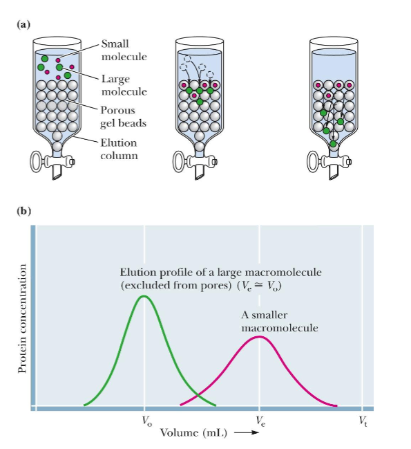 <p><span><strong>Proteins are separated based on their size</strong></span></p><ul><li><p><span>Column media are composed of beads with varying pore sizes</span></p></li><li><p><span>The number of times a protein is trapped in the pores will depend on the size of the protein relative to the pores</span></p></li><li><p><span>Larger molecules are excluded from the gel beads and emerge from the column</span><br><span>sooner than smaller molecules, whose migration is retarded because they can</span><br><span>enter the beads</span></p></li></ul><p></p>