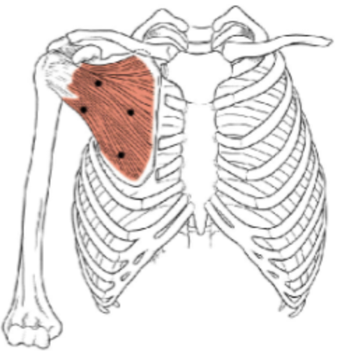 <p>What muscle is this?</p>