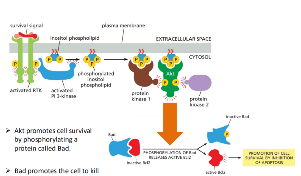<p><span style="background-color: transparent;">A major pathway activated by RTKs.</span></p><ul><li><p><span style="background-color: transparent;">In this, activated RTKs recruit and activate PI3K-kinase (PI3K).&nbsp;</span></p></li><li><p><span style="background-color: transparent;">Pi3K phosphorylates a membrane lipid (PIP<sub>2</sub>) to produce PIP<sub>3</sub>, which acts as a docking site for signalling proteins like Akt (protein kinase B).</span></p></li><li><p><span style="background-color: transparent;">Once activated, Akt promotes cell survival by phosphorylating target proteins, such as inhibiting pro-apoptotic proteins (e.g., Bad), thereby preventing cell death.</span></p></li></ul><p></p>
