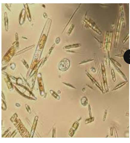 <p>unicellular, free floating, aquatic microorganisms</p>