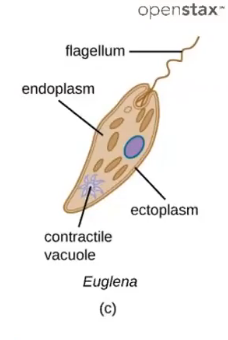 <ul><li><p>whip like flagellum to propel</p></li><li><p>not pathogenic</p></li><li><p>two flagella, pellicle (shape), stigma (light sense), chloroplasts (photosynthetic)</p></li></ul><p></p>