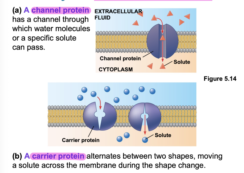 <ul><li><p>transport proteins speed up passive movement across PM</p></li><li><p>channel proteins provide corridors  (aquaporins, ion channels)</p></li><li><p>carrier proteins undergo subtle shape change to move solute across membrane</p></li><li><p>no net energy input required!</p></li></ul><p></p>