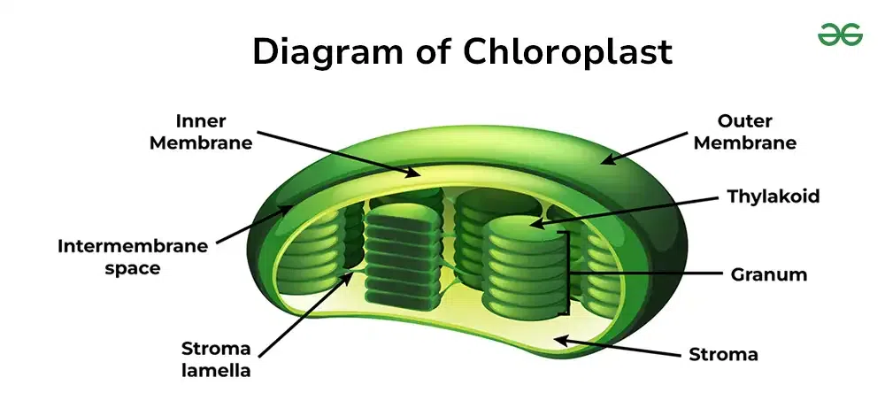 <ul><li><p><strong><u>Structure</u></strong><u>:</u></p><ul><li><p>Bright green disk-shaped: green due to <strong>chlorophyll</strong> </p></li><li><p>Contains structures: </p><ul><li><p>Thylakoids: flat green sacs</p></li><li><p>Grana: stacks of Thykaloids</p></li><li><p>Stroma: fluid surrounding the thylakoids<br></p></li></ul></li></ul></li><li><p><strong><u>Function</u></strong><u>:</u></p><ul><li><p>Photosynthesis: absorbing sunlight to produce energy</p><ul><li><p>Turns carbon dioxide into Glucose<br></p></li></ul></li></ul></li><li><p><strong><u>Found in</u></strong><u>:</u></p><ul><li><p>Plant<br></p></li></ul></li><li><p><strong><u>Similar to</u></strong><u>:</u> </p><ul><li><p>Solar Panel: absorb sunlight to generate energy (glucose) to power a home (plant)</p></li></ul></li></ul><p></p>