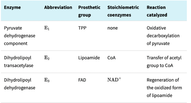 <p>The pyruvate dehydrogenase complex, which is in the mitochondrial matrix</p><ul><li><p>PDC produces CO<sub>2</sub> and captures high-transfer potential electrons as NADH</p></li><li><p>PDC has 3 enzymes and 5 coenzymes</p></li><li><p>E2 enzyme makes up the core of PDC</p></li></ul><p></p>