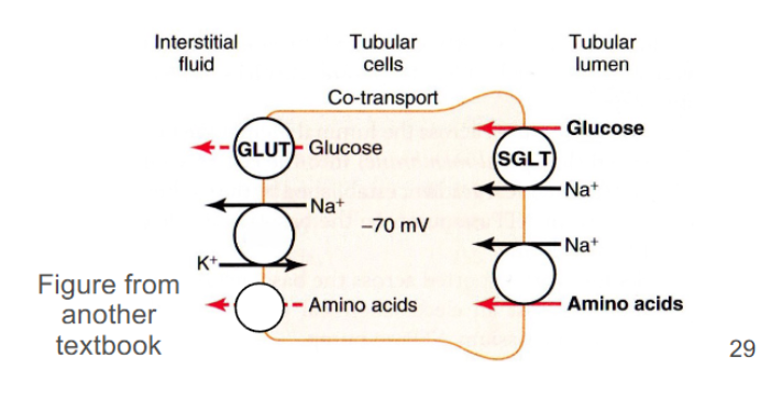 <p>How are amino acids reabsorbed at the proximal tubule?</p>