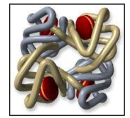 <p>1. Normal Haemoglobin Structure</p>