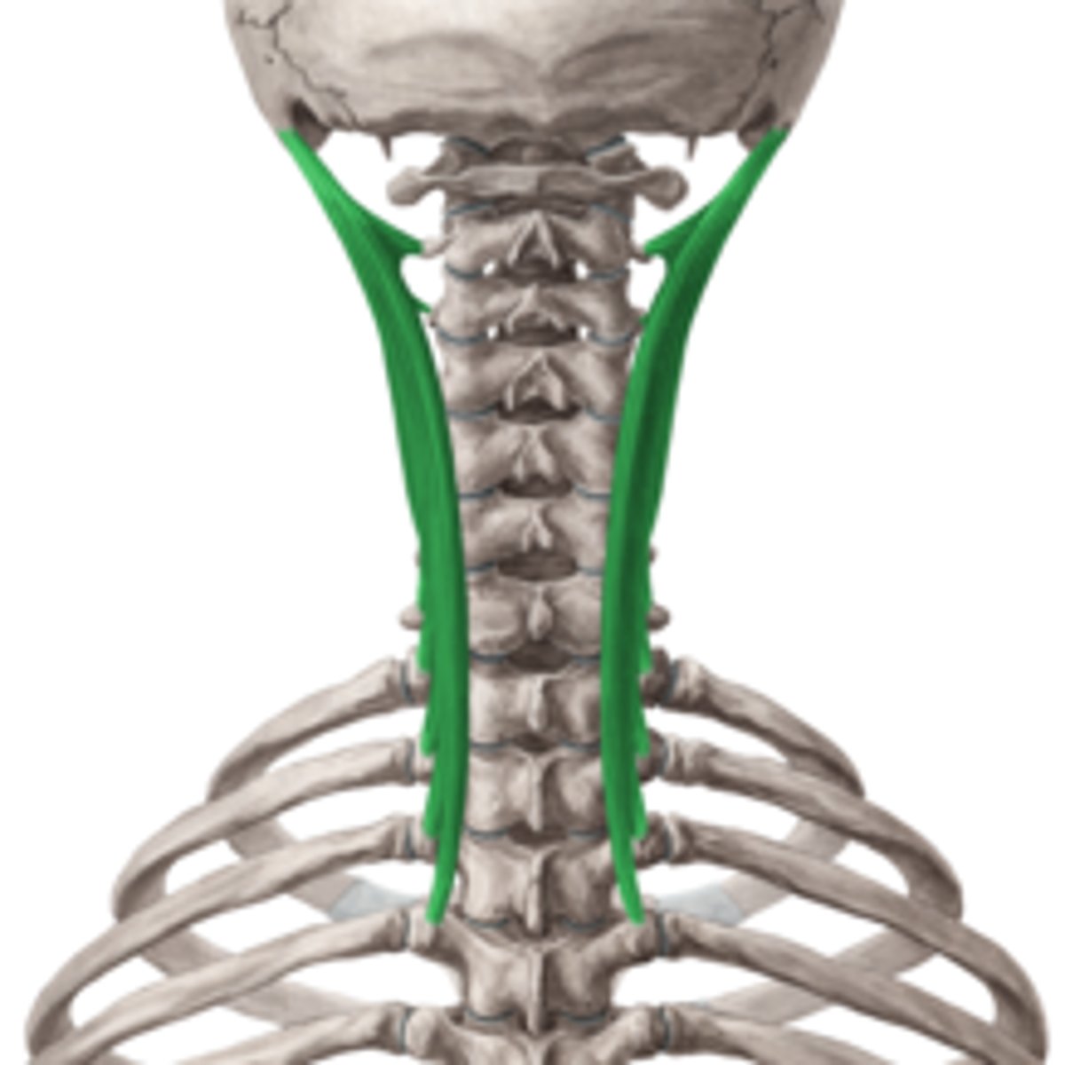<p>Extend head/vertebral column (bilateral contraction)</p><p>turns face to same side as contracted muscle (unilateral contraction)</p>
