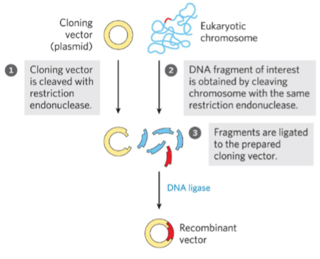 <p>DNA formed artificially by combining constituents from different organisms.</p><p><span style="background-color: transparent;">Digest genome with<strong><u> restriction enzymes</u></strong><em> into random pieces and ligate them into prokaryotic plasmids.</em></span></p>