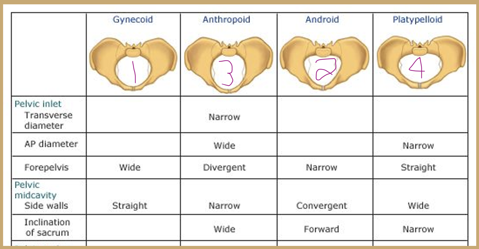 <p><strong>Gynecoid Pelvis:</strong> Engagement in this type of pelvis occurs most frequently with the fetus in a transverse position, followed in frequency by the anterior and posterior positions.</p><ul><li><p> A spacious and well-rounded posterior segment A An inlet with a slightly ovoid or round shape A wide, well-rounded forepelvis (anterior segment) A sacrosciatic notch of medium size An average sacral inclination and curvature A wide subpubic arch Wide interspinous and intertuberous diameters Bones ranging from medium to delicate in structure </p></li></ul><p></p><p><strong>Android pelvis: </strong>Engagement in this type of pelvis occurs most frequently with the fetus in a transverse position, followed in frequency by the posterior and anterior positions. The clinician should be alerted by this type of pelvis that the possibility of posterior positions exists.</p><ul><li><p>A wedge-shaped inletA narrow retropubic angle (anterior segment)A flat, wide posterior segmentA narrow sacrosciatic notchA forward sacral inclinationA narrow wedge-shaped “Gothic” subpubic archConverging side walls, narrow interspinous and intertuberous diametersBones ranging from medium to heavy in structure</p></li></ul><p></p><p><strong>Anthropoid pelvis: </strong>Engagement in this type of pelvis occurs with the fetus in either an anterior or transverse position, but the anterior position appears to be more characteristic.</p><ul><li><p>A long, narrow, oval-shaped inletA long, narrow, well-rounded anterior segmentA long, narrow posterior segmentA very wide, shallow sacrosciatic notchA long, narrow sacrum with average inclination and curvatureA slightly narrow subpubic archStraight side walls with below-average interspinous and intertuberous diametersMedium to delicate bones</p></li></ul><p></p><p><strong>Platypelloid pelvis:</strong> Engagement in this type of pelvis will almost always occur with the fetus in a transverse position. Because of the flatness of the shape of this pelvis, the internal rotation of the vertex can be limited, causing a deep transverse arrest. C/S</p><ul><li><p>A transverse, oval-shaped inletA very wide, round retropubic angleA very wide, flat posterior segmentA narrow sacrosciatic notchAverage sacral inclinationA very wide subpubic archStraight side walls with very wide interspinous and intertuberous diametersBones ranging from medium to delicate in structure</p></li></ul><p></p>