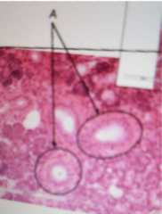 <p>Name the structures</p>