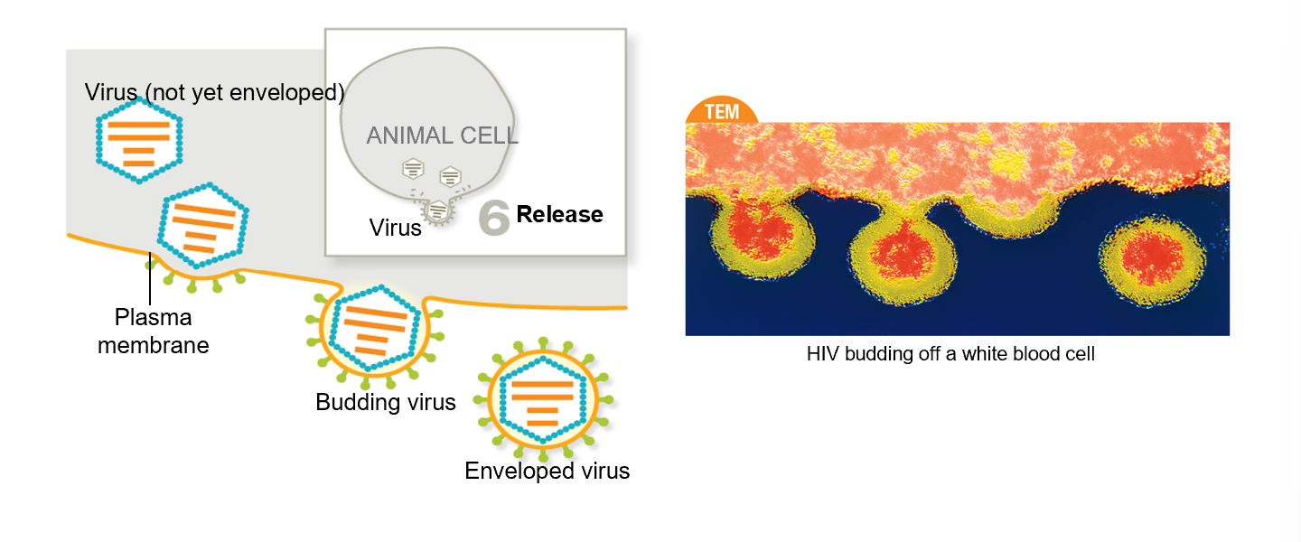 <ol><li><p>Enveloped virus: Before it is enveloped, <strong>viral proteins are embedded in the host cell plasma membrane</strong>, and <strong>virions usually take a portion of the cell’s plasma membrane</strong>, enriched with the viral surface proteins, making it enveloped.</p></li><li><p>Naked virus: Naked viruses rupture the host cell during release, usually killing the cell</p></li></ol><p></p>