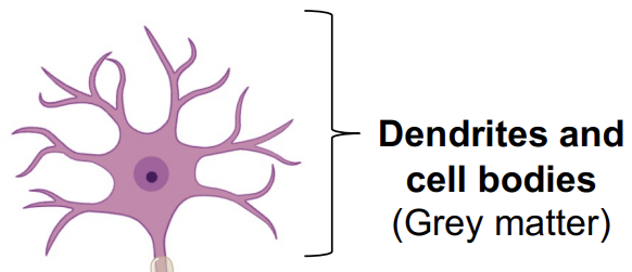 <p>Dendrites and cell bodies</p>