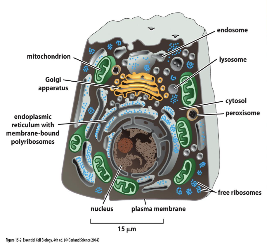 <p>cytosol, nucleus, ER, golgi apparatus, lysosomes, endosomes, mitochondria, chloroplasts (plant cells), peroxisomes</p>