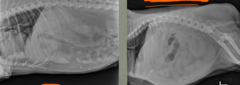 <p>Which of these images has abdominal effusion</p>